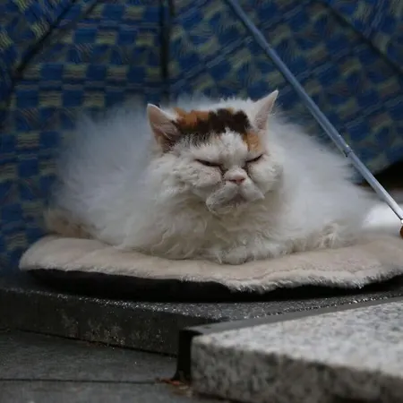 Ostseeliebe Comfortable * البرازيل