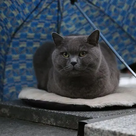 Ostseeliebe Comfortable *